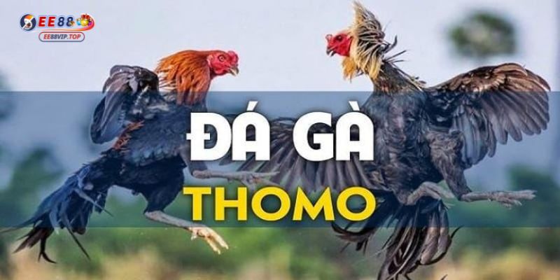 Đá gà Thomo