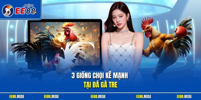 3 giống chọi kê mạnh tại đá gà tre