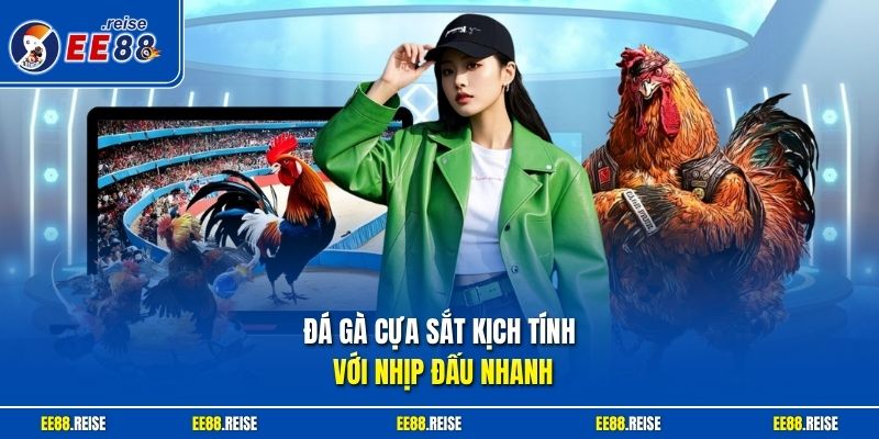 Đá gà cựa sắt kịch tính với nhịp đấu nhanh